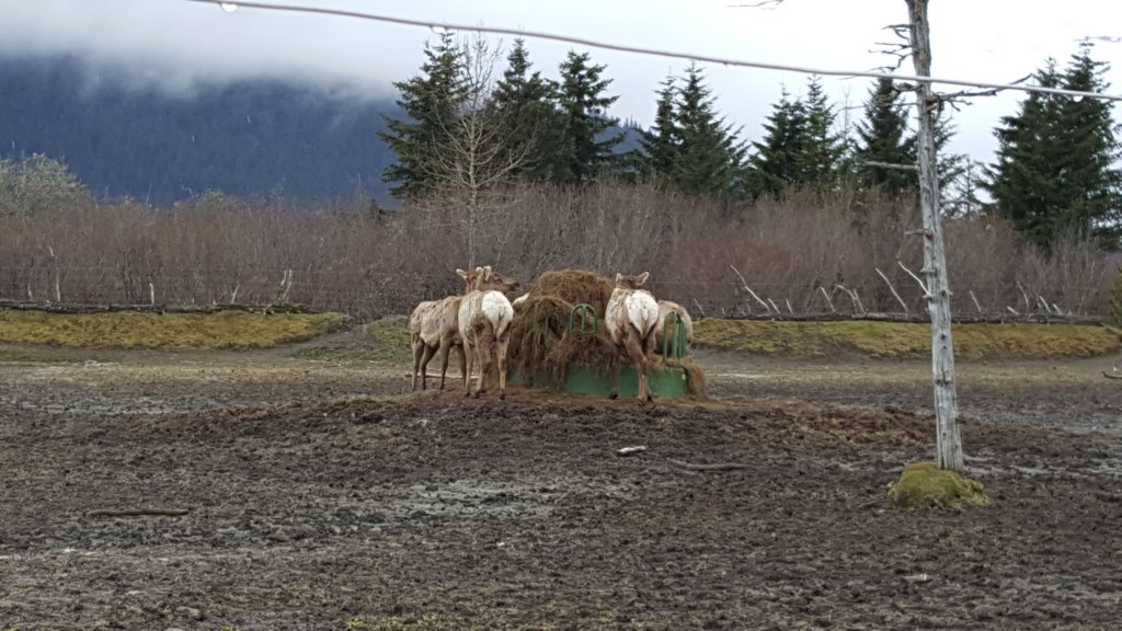 alaskawildlifeconservationcenter12.jpg