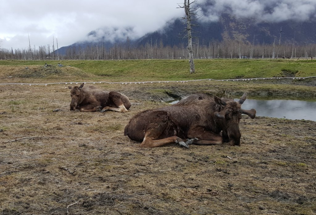 alaskawildlifeconservationcenter15.jpg