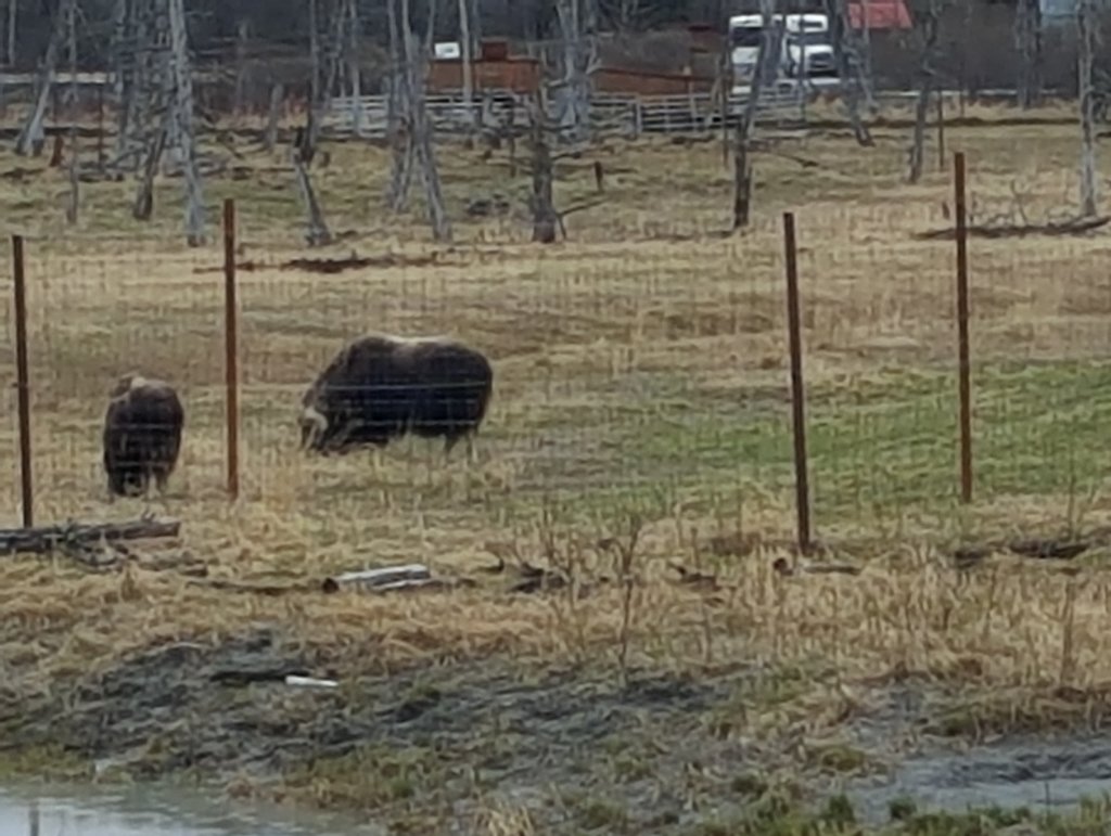 alaskawildlifeconservationcenter5.jpg