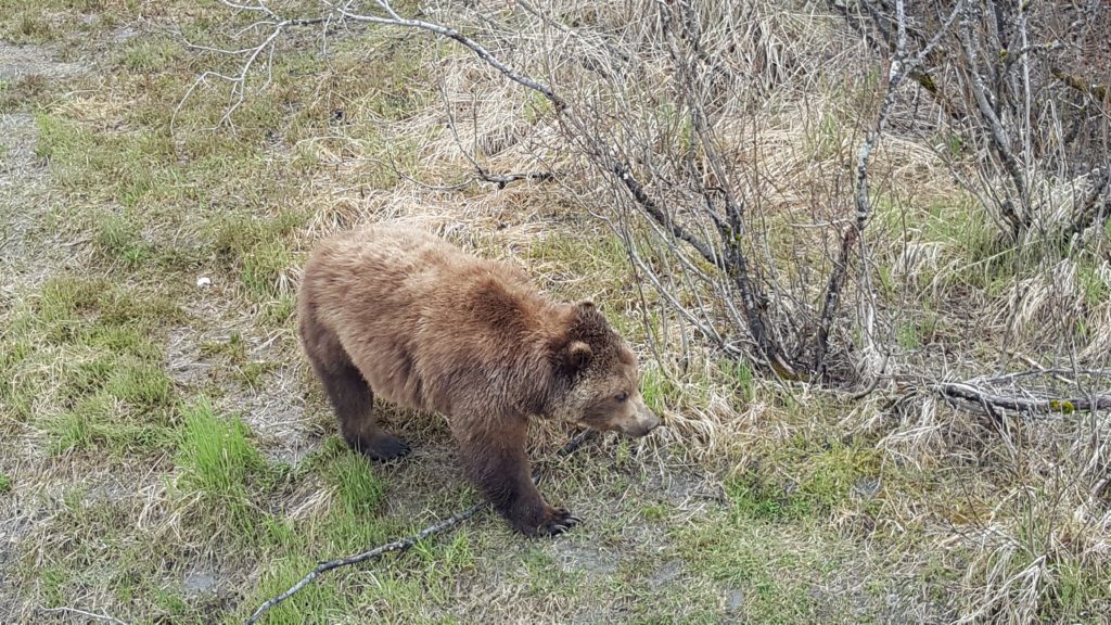 alaskawildlifeconservationcenter7.jpg